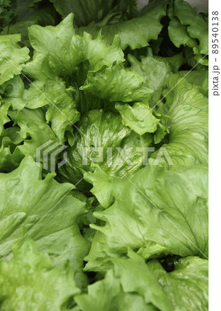 レタスの栽培 レタスの栽培 89540138
