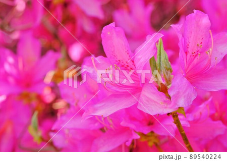 タンナアカツツジの花 タンナアカツツジの花 89540224