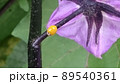 ナスの茎にいる幸せを運ぶ黄色いてんとう虫 89540361