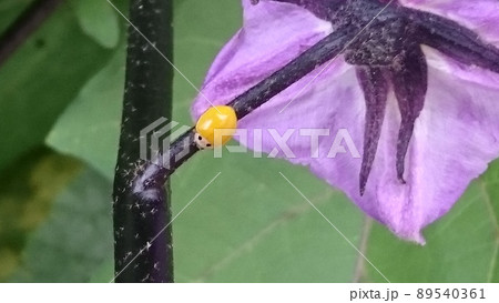 ナスの茎にいる幸せを運ぶ黄色いてんとう虫 89540361