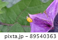 ナスの花にいる幸せを運ぶ黄色いてんとう虫 89540363