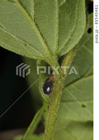 生き物 昆虫 コクロヒメテントウ、立ち木や草の葉の上でアブラムシを食す肉食昆虫。つまり益虫 生き物 昆虫 コクロヒメテントウ、立ち木や草の葉の上でアブラムシを食す肉食昆虫。つまり益虫 89540481