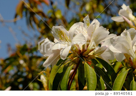 満開のアマミセイシカ 89540561