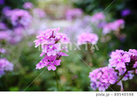 花壇に咲くヒメビジュザクラの花 89540598