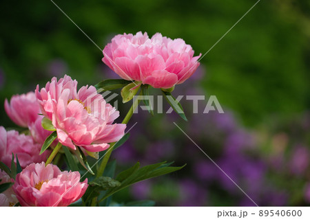 ピンク色の芍薬_つくば牡丹園 89540600