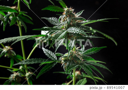 Cannabis plants in bloom, with green leaves and white and yellow flowers 89541007