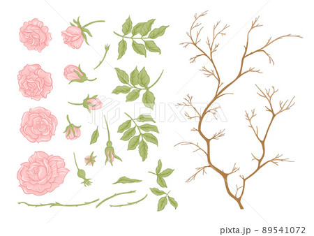 Roses flowers on branches. Millefleurs trendy floral design 89541072