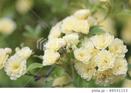 木香薔薇 89541153