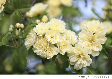 木香薔薇 木香薔薇 89541154