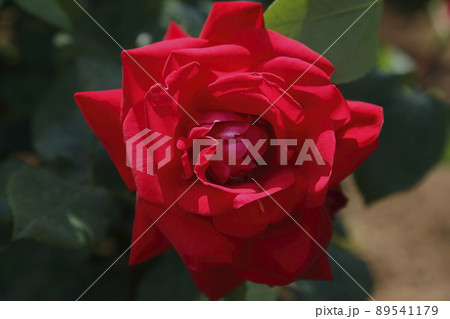 荒尾市 おもやい市民花壇 バラの花、 荒尾市 おもやい市民花壇 バラの花、 89541179