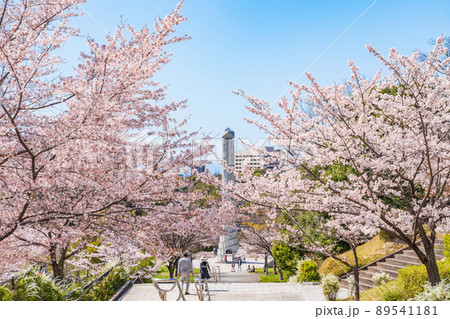 春の平和公園、満開の桜〈愛知県名古屋市〉 89541181