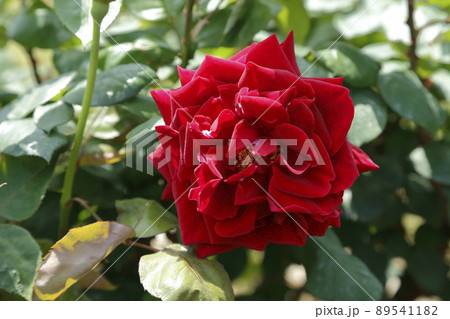 荒尾市 おもやい市民花壇 バラの花、 荒尾市 おもやい市民花壇 バラの花、 89541182