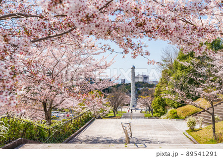 春の平和公園、満開の桜〈愛知県名古屋市〉 春の平和公園、満開の桜〈愛知県名古屋市〉 89541291