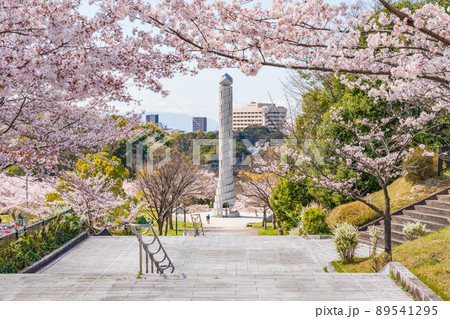 春の平和公園、満開の桜〈愛知県名古屋市〉 89541295