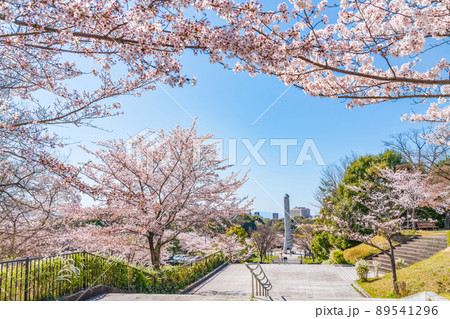 春の平和公園、満開の桜〈愛知県名古屋市〉 89541296