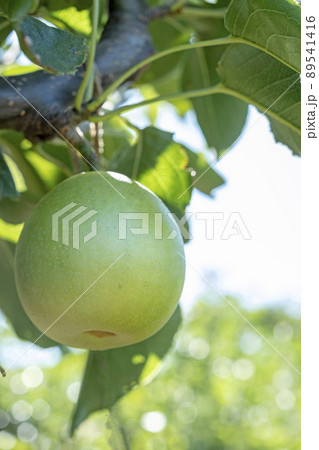 二十世紀梨　(鳥取県湯梨浜町） 89541416