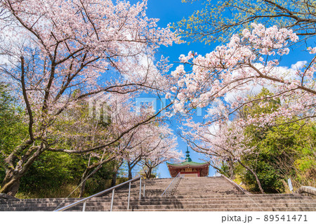 春の平和公園、満開の桜〈愛知県名古屋市〉 89541471