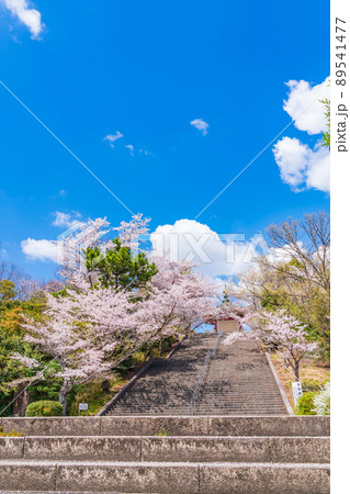 春の平和公園、満開の桜〈愛知県名古屋市〉 89541477