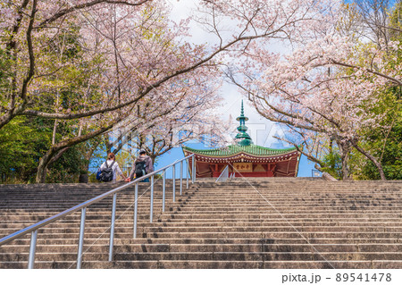 春の平和公園、満開の桜〈愛知県名古屋市〉 89541478