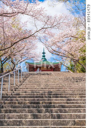 春の平和公園、満開の桜〈愛知県名古屋市〉 89541479
