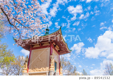 春の平和公園、満開の桜〈愛知県名古屋市〉 89541532