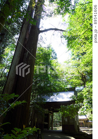 【若狭国一宮】若狭彦神社の神門と杉木立の初夏の風景1　福井県小浜市 89541606