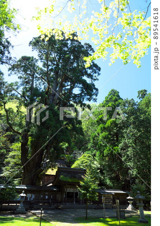 【若狭国一宮】若狭姫神社の拝殿と千年杉の初夏の風景2 福井県小浜市 【若狭国一宮】若狭姫神社の拝殿と千年杉の初夏の風景2 福井県小浜市 89541618