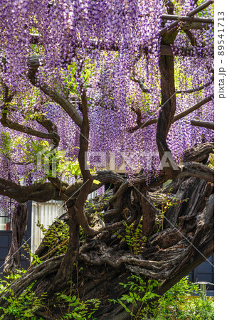 竹鼻別院、満開の藤〈岐阜県羽島市〉 89541713