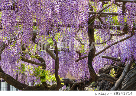 竹鼻別院、満開の藤〈岐阜県羽島市〉 89541714