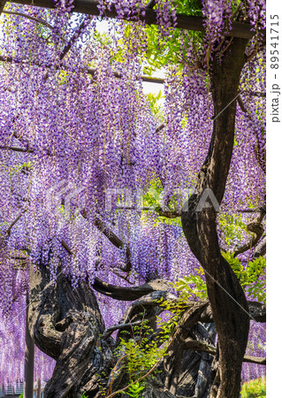 竹鼻別院、満開の藤〈岐阜県羽島市〉 89541715