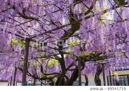 竹鼻別院、満開の藤〈岐阜県羽島市〉 89541719