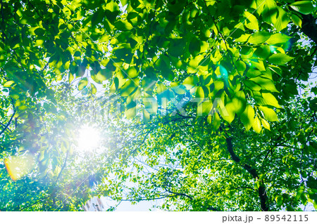 新緑イメージ(5月) 新緑イメージ(5月) 89542115