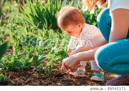 Mother teaches her cute toddler girl to weed the herbal beds with a toy shovel. Close-up. Family gardening concept Mother teaches her cute toddler girl to weed the herbal beds with a toy shovel. Close-up. Family gardening concept 89542171