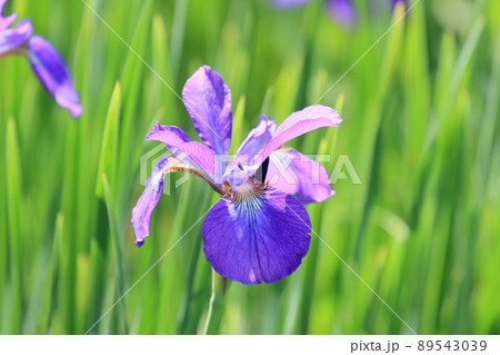 アヤメの花　菖蒲 89543039