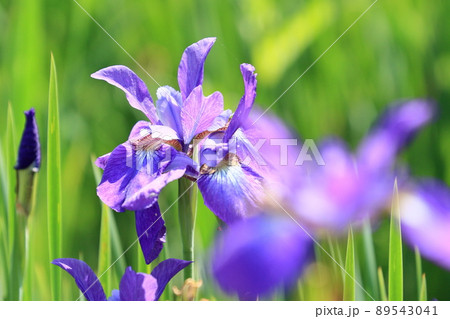アヤメの花　菖蒲 89543041