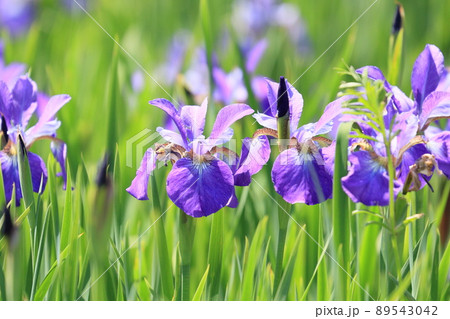 アヤメの花　菖蒲 89543042