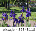 広場の前に群生する青いアヤメの花と蕾（神田公園 '22） 89543118