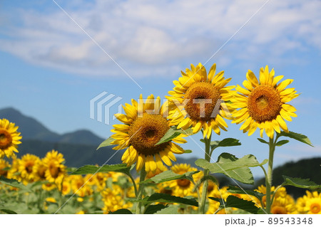 風景素材　鮮やかな真夏のひまわりの花 89543348