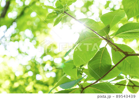 新緑と木漏れ日 89543439