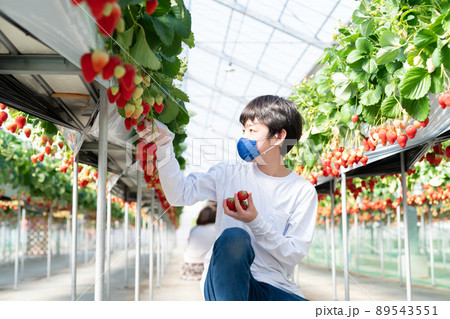 いちご狩りを楽しむ小学生 89543551