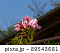 朝日を浴びたツツジと春の空（青空と屋根付きベンチとピンクの花） 89543681