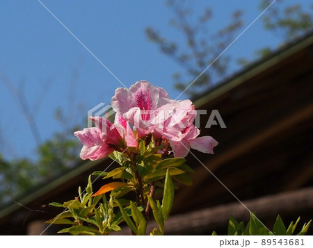 朝日を浴びたツツジと春の空(青空と屋根付きベンチとピンクの花) 朝日を浴びたツツジと春の空(青空と屋根付きベンチとピンクの花) 89543681
