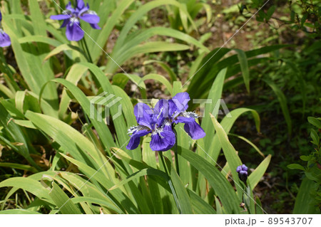 日本庭園に咲くアヤメ 89543707