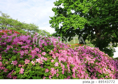 信州 岡谷 鶴峯公園 信州 岡谷 鶴峯公園 89543772