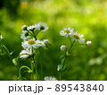 日かげに咲いたヒメジョオン（姫女菀の白い花とつぼみ） 89543840