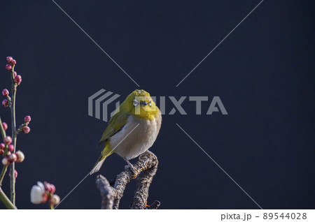 早春の庭にある梅の木に来たメジロたちの色んな面白い表情や仕草 早春の庭にある梅の木に来たメジロたちの色んな面白い表情や仕草 89544028