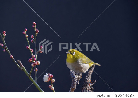 早春の庭にある梅の木に来たメジロたちの色んな面白い表情や仕草 89544037