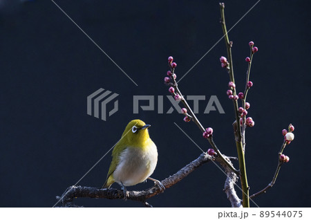 早春の庭にある梅の木に来たメジロたちの色んな面白い表情や仕草 早春の庭にある梅の木に来たメジロたちの色んな面白い表情や仕草 89544075