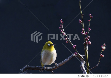 早春の庭にある梅の木に来たメジロたちの色んな面白い表情や仕草 89544082