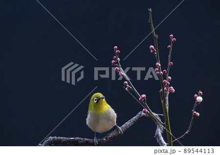 早春の庭にある梅の木に来たメジロたちの色んな面白い表情や仕草 89544113